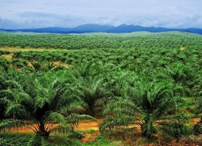 filiere-hevea-palmier-a-huile-de-nouveaux-outils-mis-en-place-pour-la-comme_esd8jq261ne