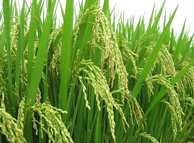 filiere-riz_a58ob05rjk